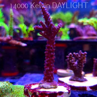 Acropora formosa BLUE JEANS (19.06.2025) L3-I-25  9cm