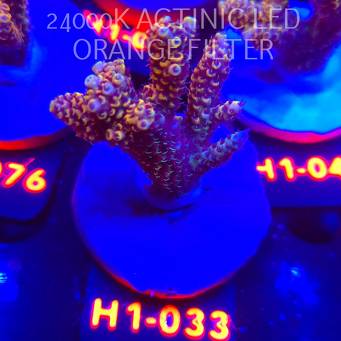 Acropora cytherea GOLD CORAL SEA (25.10.2025) H1-033  6cm