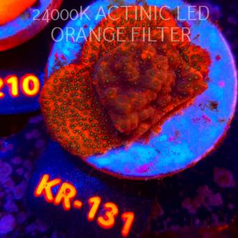 Montipora TONGA (20.07.2026) KR-131  4cm
