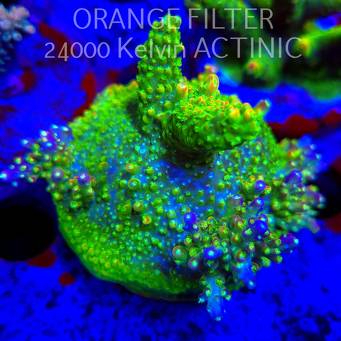 Acropora RR RAINBOW LOOM  (24.05.2025) L2-III-25  6cm