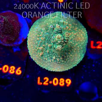 Acropora TG PINK FLOYD ACRO (18.03.2026) L2-089  5cm