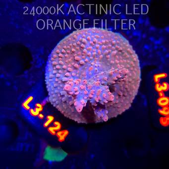 Acropora JMC SPECIAL RED (04.01.2026) L3-124  5cm