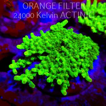 Acropora WWC Castells Banana (11.08.2025) MM6-III-5  7cm