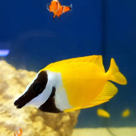 Siganus Lo Vulpinus 8cm (Foxface Rabbitfish)