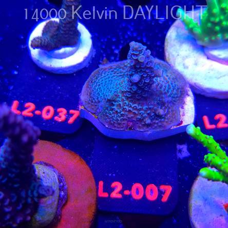 Acropora millepora BLUE (14.11.2025) L2-007  5cm