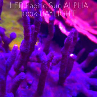 C.D. MONTIPORA DIGITATA PURPLE  4-5cm