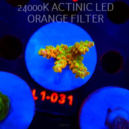 Acropora loripes GOLDEN JAWDROPPER (03.08.2026) L1-031  3cm