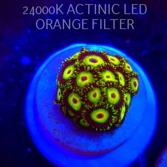 Zoanthus THREE LITTLE BIRDS (06.03.2026) KR-212  25P+