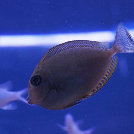 Naso lopezi rozmiar 9cm