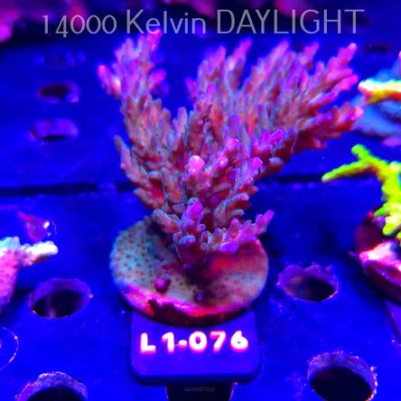 Acropora sp. AUSTRALIA  (14.03.2026) L1-076  11cm