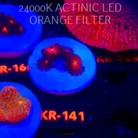 Zoanthus ALIEN EXPLOSION (22.01.2026) KR-141  4P