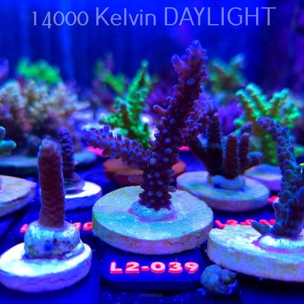 Acropora sp. AUSTRALIA (12.11.2025) L2-039  7cm