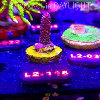 Acropora sp. AUSTRALIA (19.03.2026) L2-118  3cm