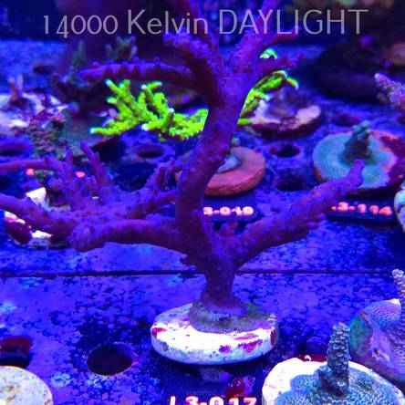 Acropora sp. AUSTRALIA (05.01.2026) L3-017  15cm