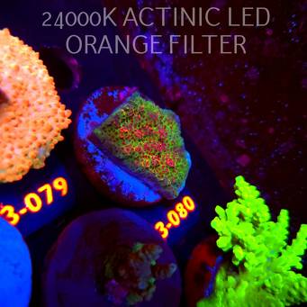 Acropora HYACINTHUS RED PLANET (11.09.2026) L3-080  4cm