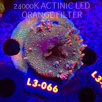 Acropora JMC RAINBOW PRINCESS Signature Frag (04.01.2026) L3-066  5cm