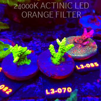 Acropora sp. PREMIUM AUSTRALIA (05.01.2026) L3-070  4cm