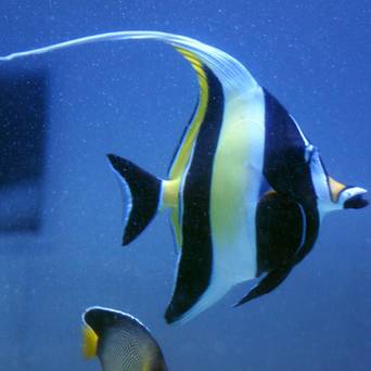 Zanclus cornutus (Moorish Idol) 9 cm