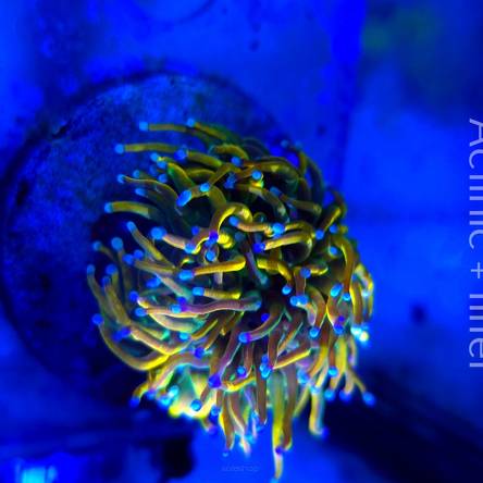  Euphyllia glabrescens ORIGINAL AUSSIE BANANA TORCH 1 HEAD (03.11.2024)