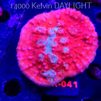 OXYPORA LACERA MULTICOLOR (03.01.2026) KR-041  8cm PAR 40