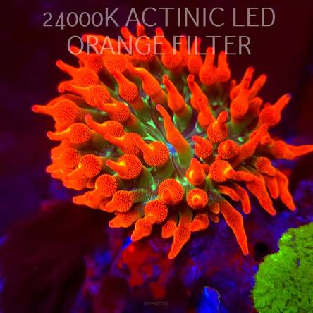 Entacmaea quadricolor RAINBOW SUNBURST (06.03.2026) XL