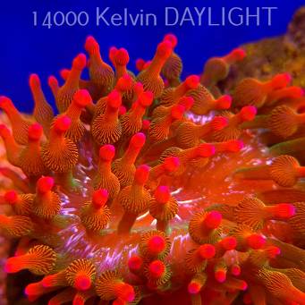 Entacmaea quadricolor RED SNOWFLAKE (18.05.2025)