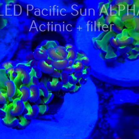 Euphyllia paraancora GREEN HOLOGRAM HAMMER (07.10.2024) 2 HEADS