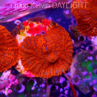 Rhodactis GRAND MASTER RED (03.06.2025)  3cm
