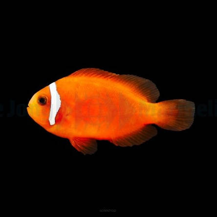 Amphiprion frenatus TANK BRED  4-6cm