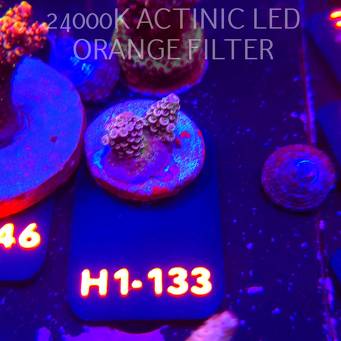 Acropora sp. (02.02.2026) H1-133  2cm