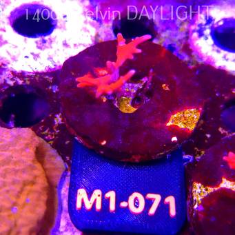 Anacropora Jason Fox TNT (12.06.2026) M1-071  2cm