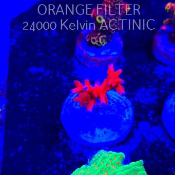 Anacropora Jason Fox TNT (13.06.2025) H1-I-3  3.5cm