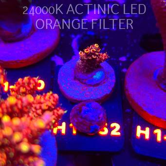 Acropora MILLEPORA BUBBLEGUM (02.02.2026) H1-052  3cm