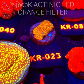 Stylocoeniella GOLD 24K (06.12.2025) KR-023  2cm