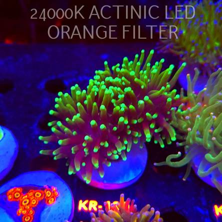 Euphyllia glabrescens DRAGON SOUL (17.01.2026) KR-130