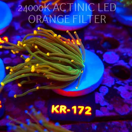 Euphyllia glabrescens DRAGON SOUL GOLD TIP (01.09.2026) KR-172