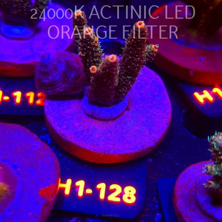 Acropora MILLEPORA JF SOLAR FLAME (02.02.2026) H1-128  5cm