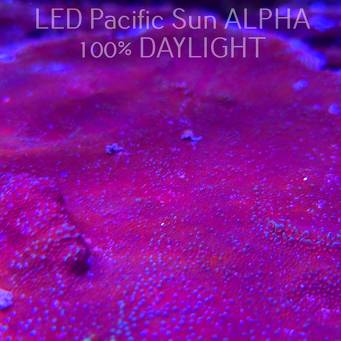 C.D. MONTIPORA DANAE SUPERMAN  4-5cm