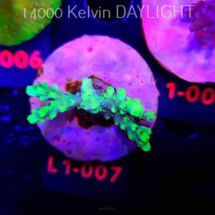 Acropora ACULEUS HIGHLIGHTER SSA (03.08.2026) L1-007  4cm