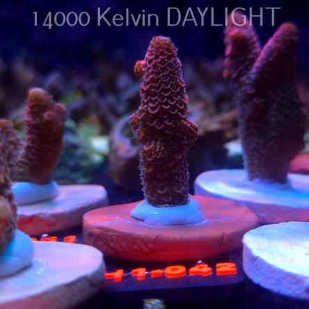 Acropora spathulata CORAL SEA ULTRA RED (16.10.2025) H1-042  5cm