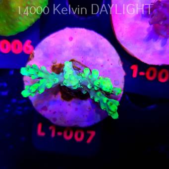 Acropora ACULEUS HIGHLIGHTER SSA (03.08.2026) L1-007  4cm