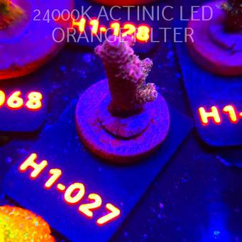 Acropora sp. CORAL SEA ULTRA (02.02.2026) H1-027  6cm