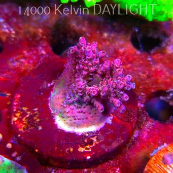 Acropora sp. AUSTRALIA (09.05.2025) MM1-III-20  3cm