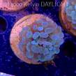 Euphyllia paraancora HOLOGRAM HAMMER (02.04.2025)