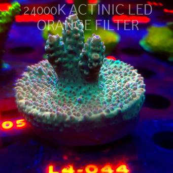 Acropora Jason Fox's Fox Flame Acro (06.01.2026) L4-044  5cm