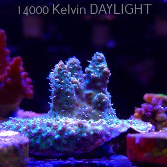 Acropora sp. AUSTRALIA (21.06.2025) L4-I-22  5cm