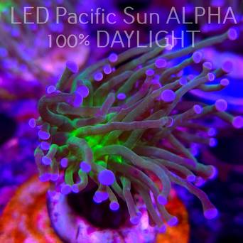 Euphyllia glabrescens TG TOXIC JOKER TORCH (03.11.2024)