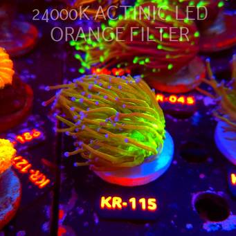 Euphyllia glabrescens TG TOXIC JOKER TORCH (01.07.2026) KR-115