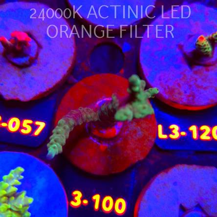 Acropora sp. AUSTRALIA (04.01.2026) L3-100  6cm