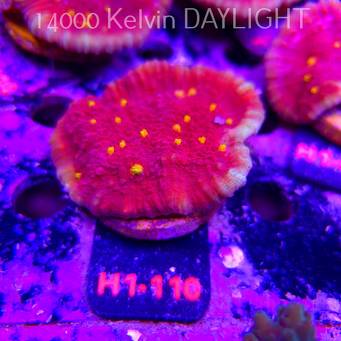 Echinophyllia KISS OF FIRE (11.10.2026) H1-110  7cm